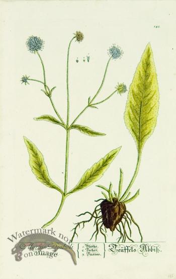 Blackwell German 054